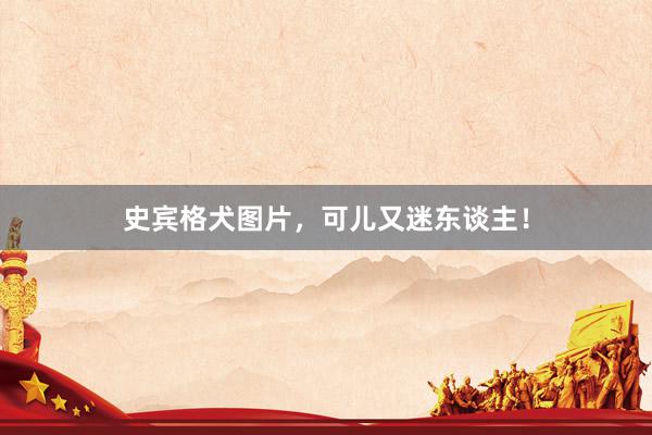 史宾格犬图片，可儿又迷东谈主！